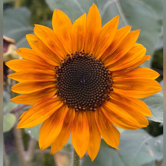 sunflowershopxo